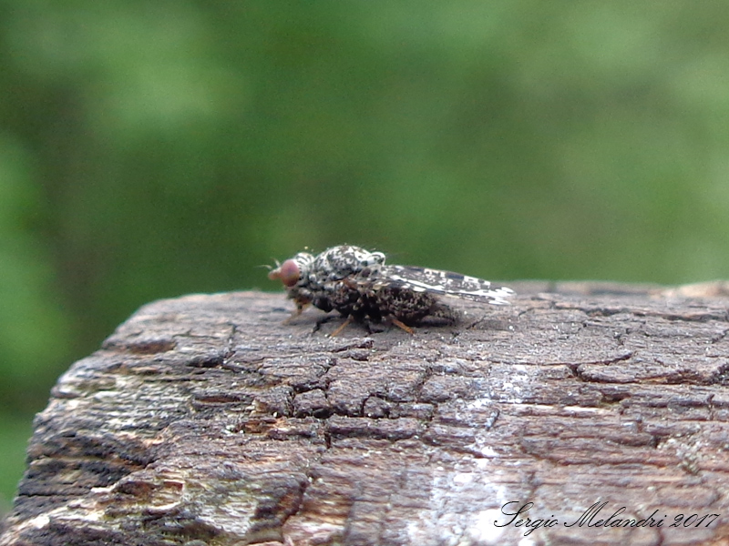 Ulididae Callopistromyia annulipes ? Si